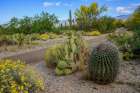 Arizona-Tucson-Saguaro National Park Art Print